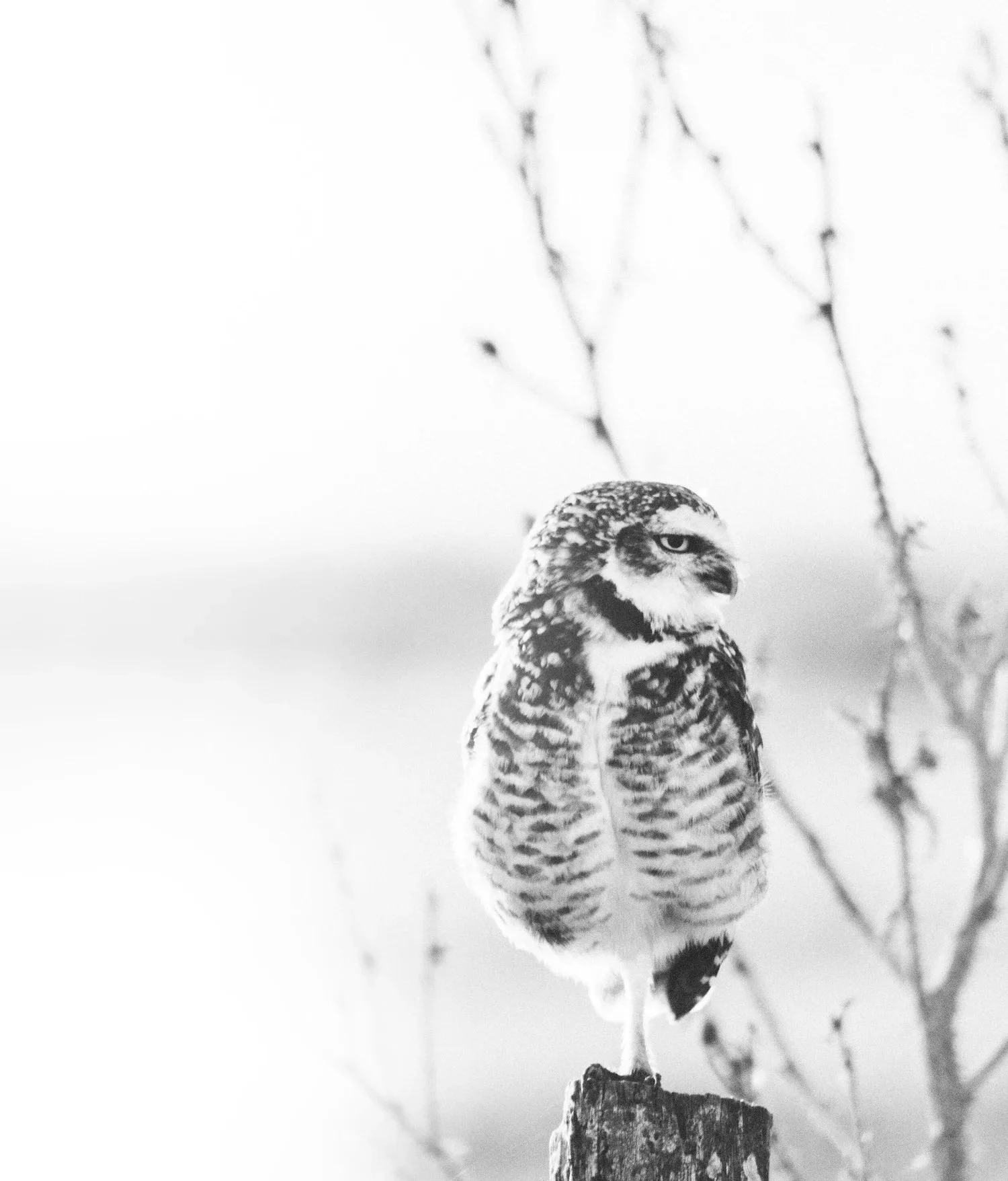 Owl_References_Owlegal_800.jpg
