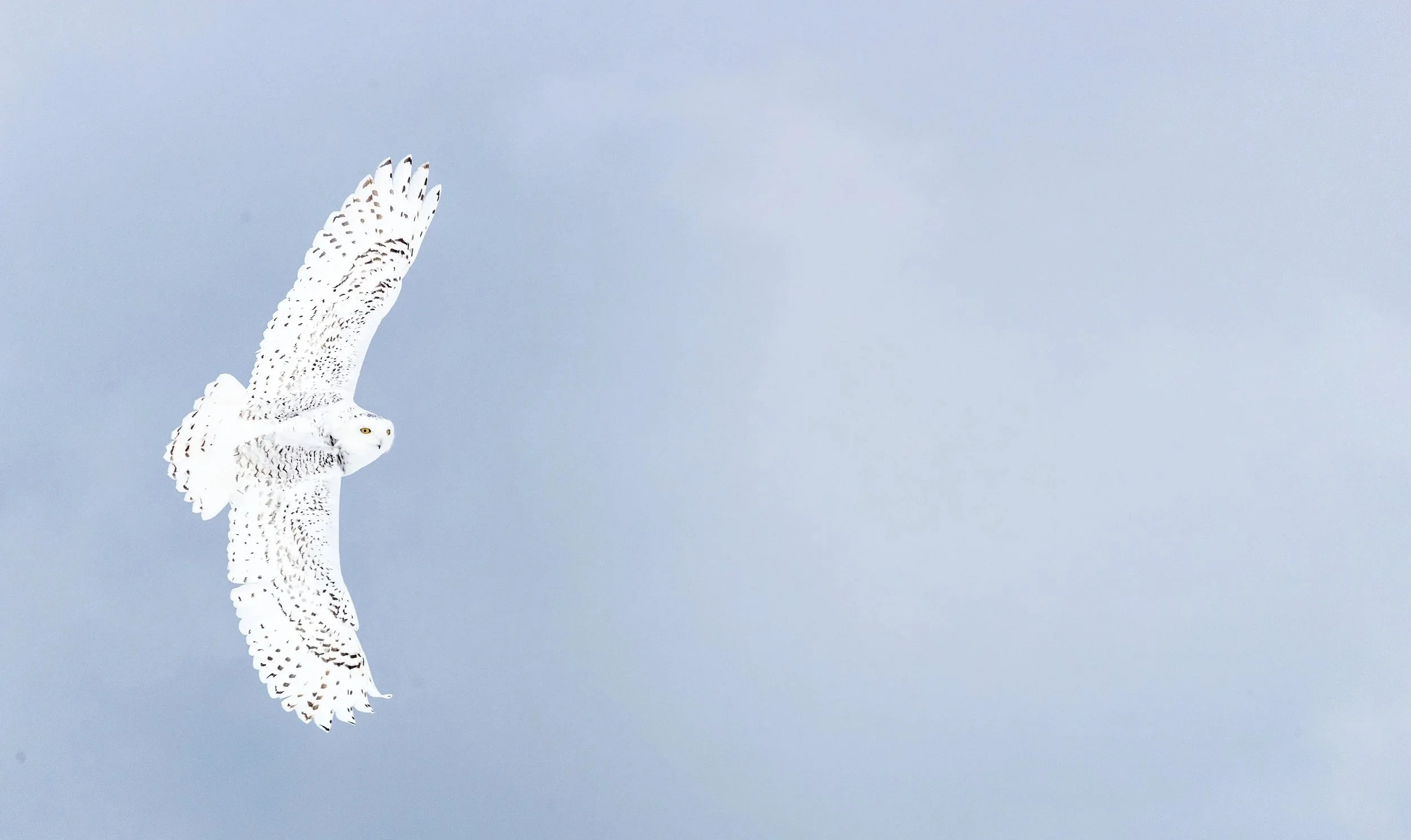 Owl_Our Approach_Owlegal_800.jpg