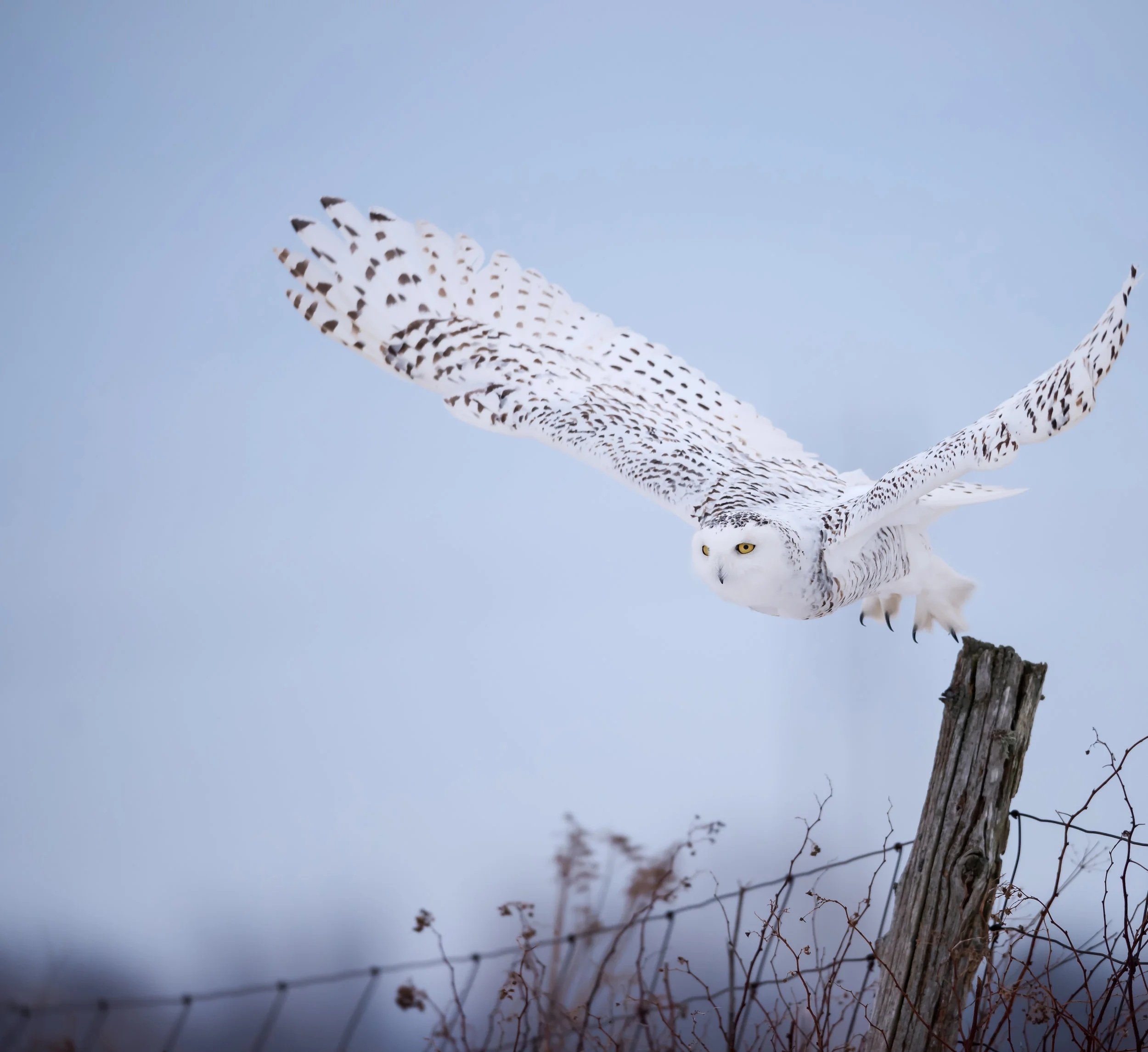 Owl_Contact_Owlegal_HP_850.jpg