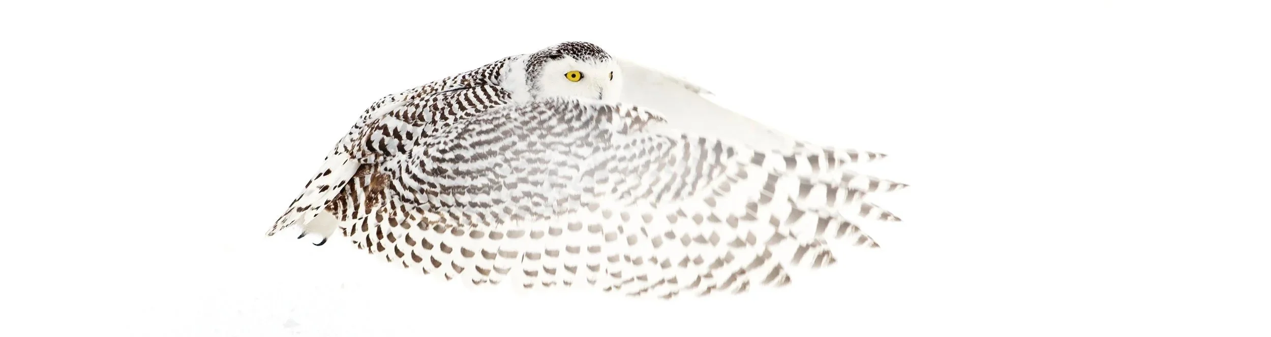 Owl_Services_Owlegal_800.jpg