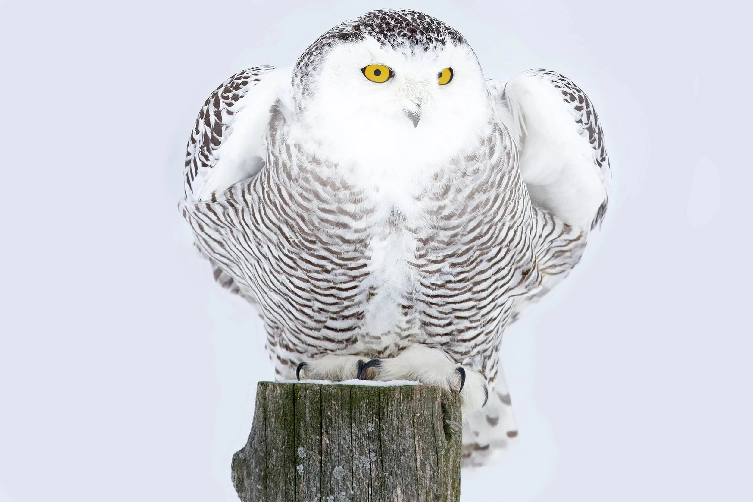 Owl_Home_Owlegal_HP_800.jpg