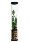 Giant-Sequoia-PCT-Square-Small.jpg