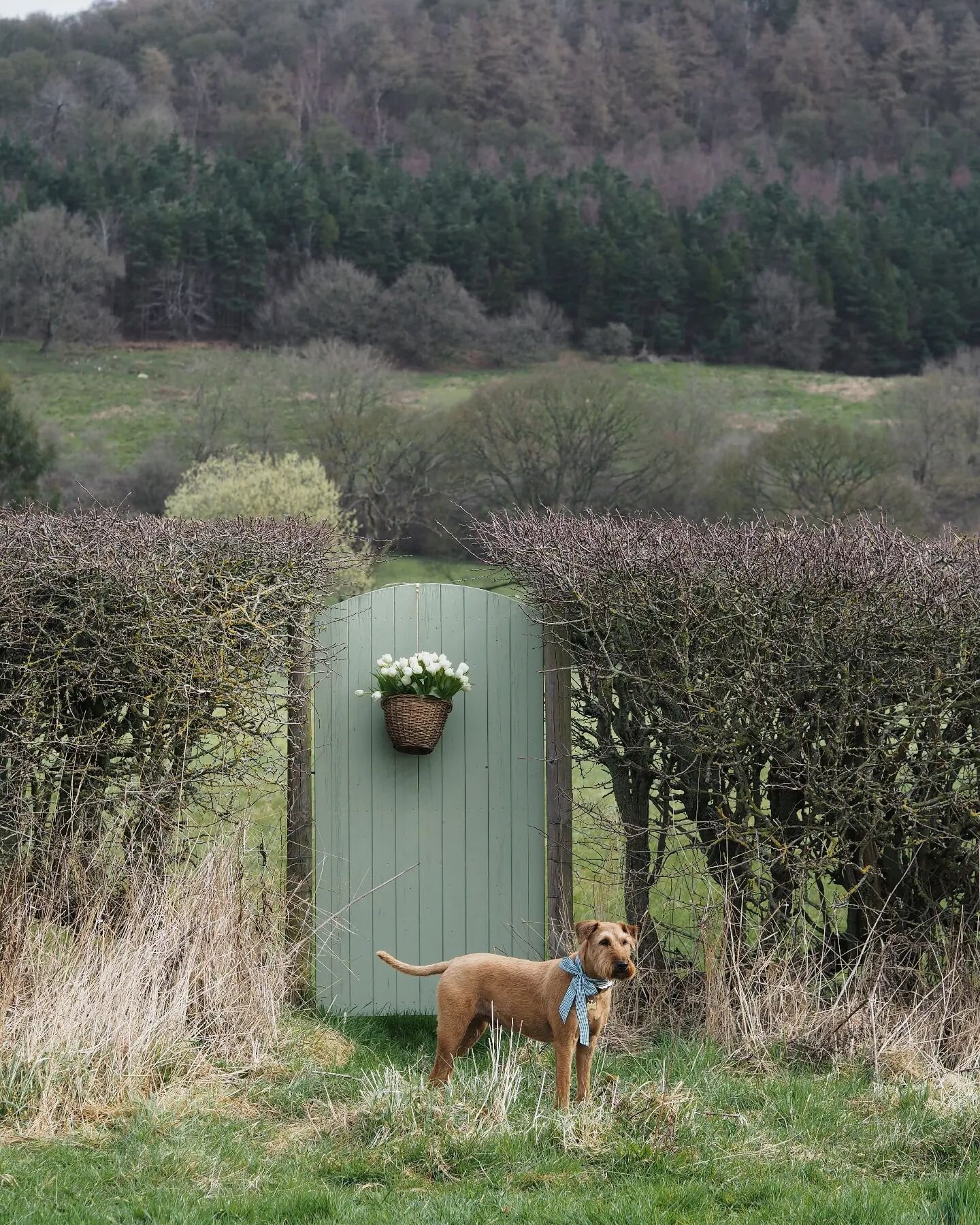 Happy Birthday Harry! 10 years old today 🌟.
He's celebrating with a trip to one of his favourite places ( and mine too ) - Chatsworth Gardens. Plenty of squirrels, lots of good sniffs and he's hoping he gets some treats too! Hooray! 

Have a lovely 