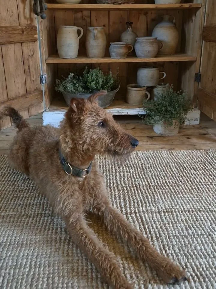 Albert is three today! 

Full of energy and even more full of love. 

We can't imagine life without you. 

Happy Birthday special boy, we love you. 

X

English countryside | pretty countryside | Irish terriers | flea market finds | rustic home | fre