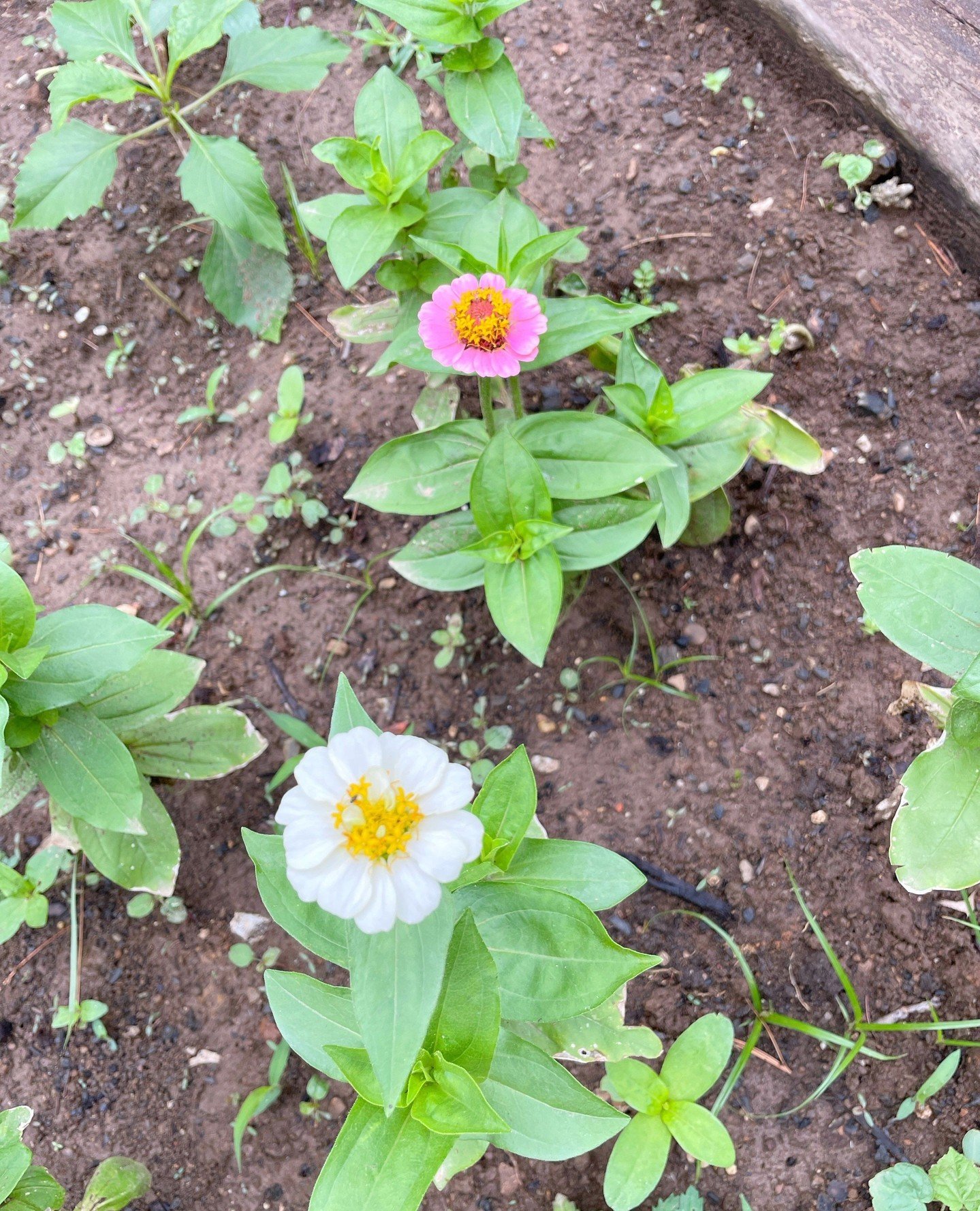 This picture marks the first flowers of the season in our little family garden. Gardening to me is a hobby where I don&rsquo;t pressure myself. I throw things out there, learn as I go, and try to hold on loosely to the hope that seeds will sprout. Su