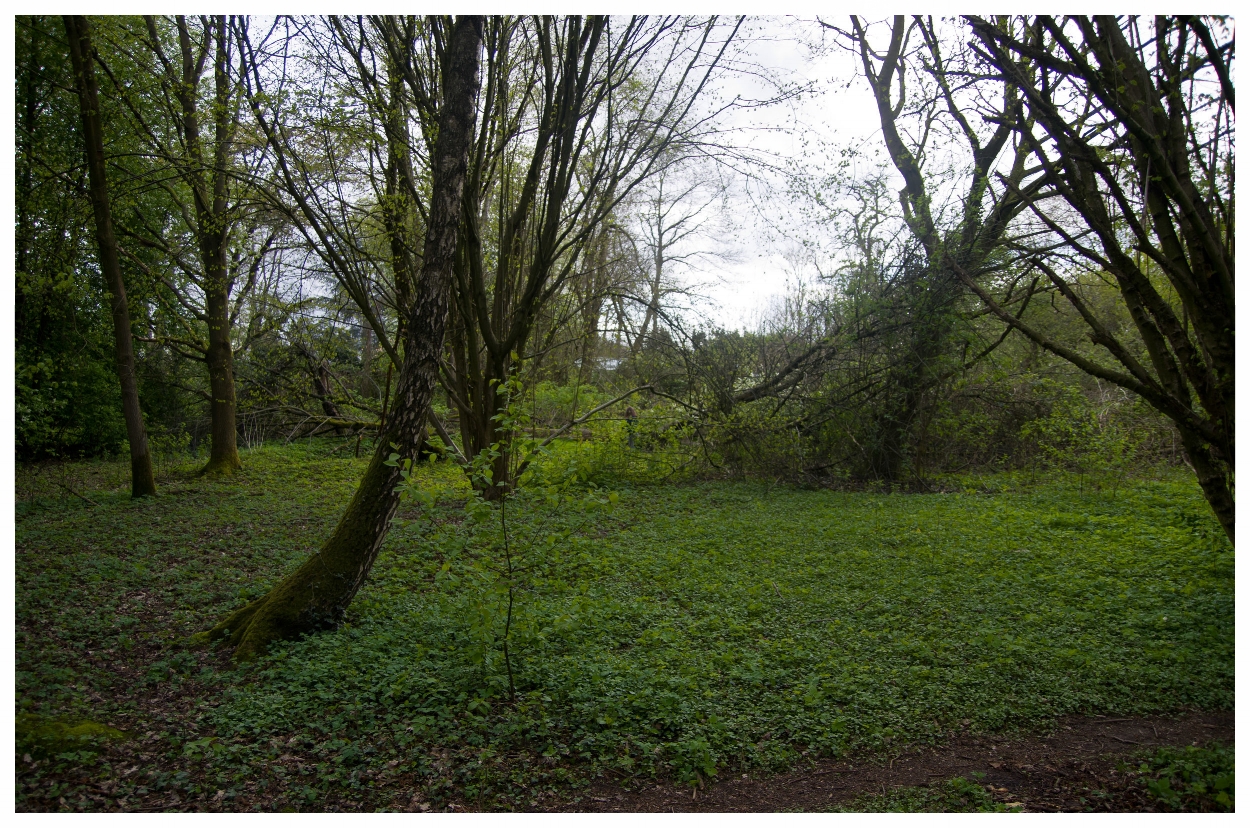 2017-04-23 _IMG9568_Elfenwiese_grundstück.jpg