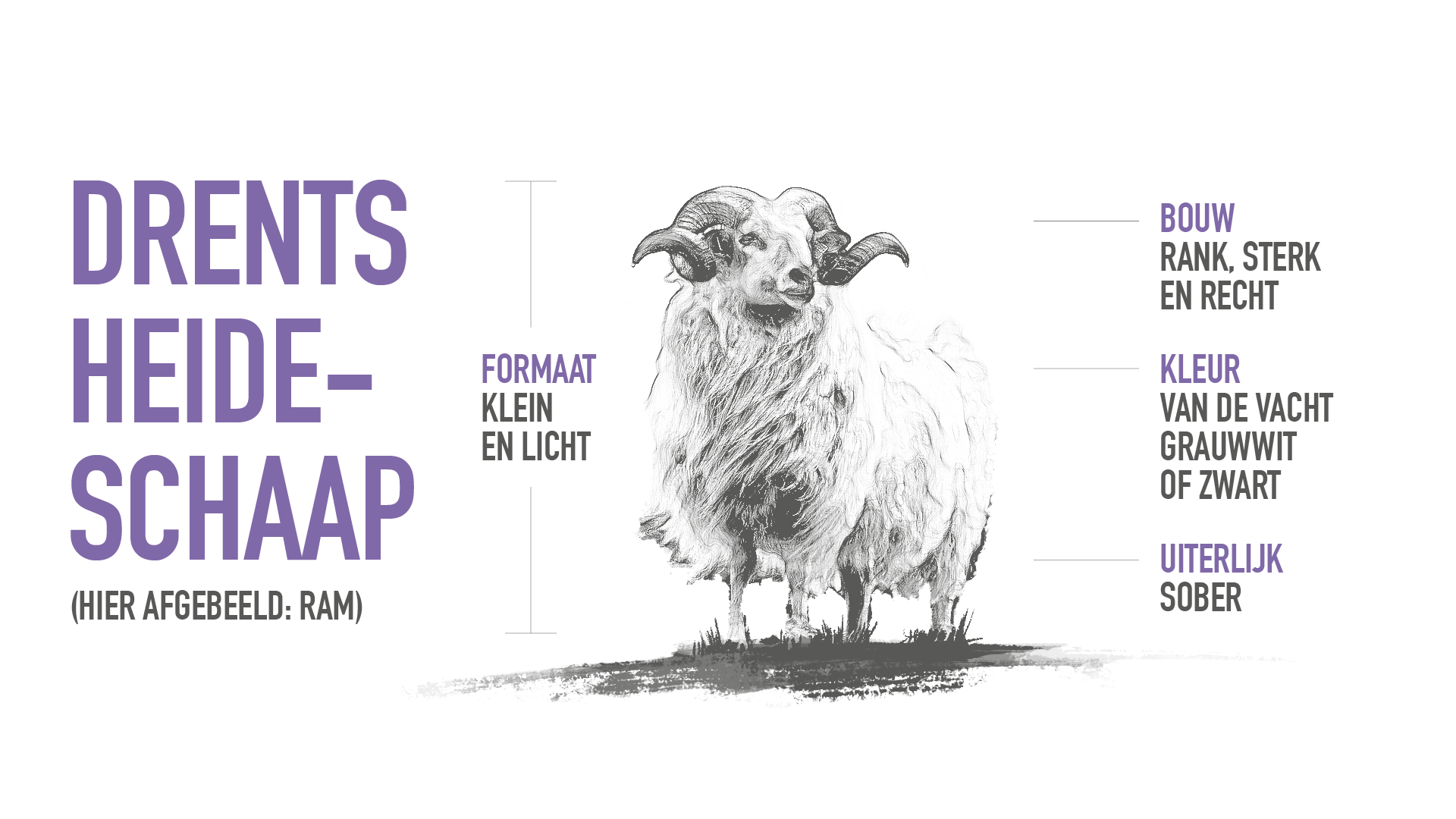 Kudde_Schaap_01_KV.png
