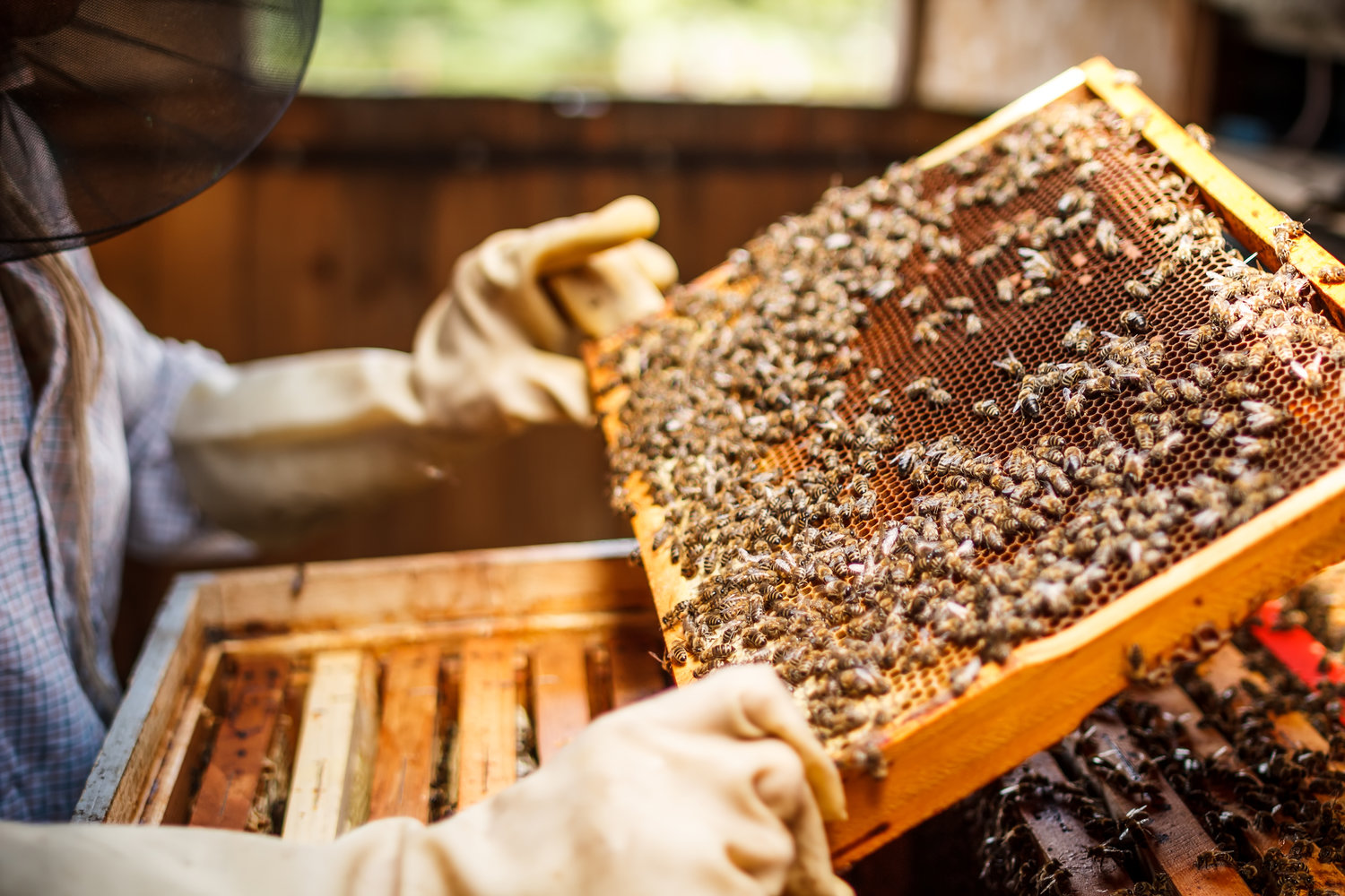 Ontario Finger Lakes Beekeepers Association