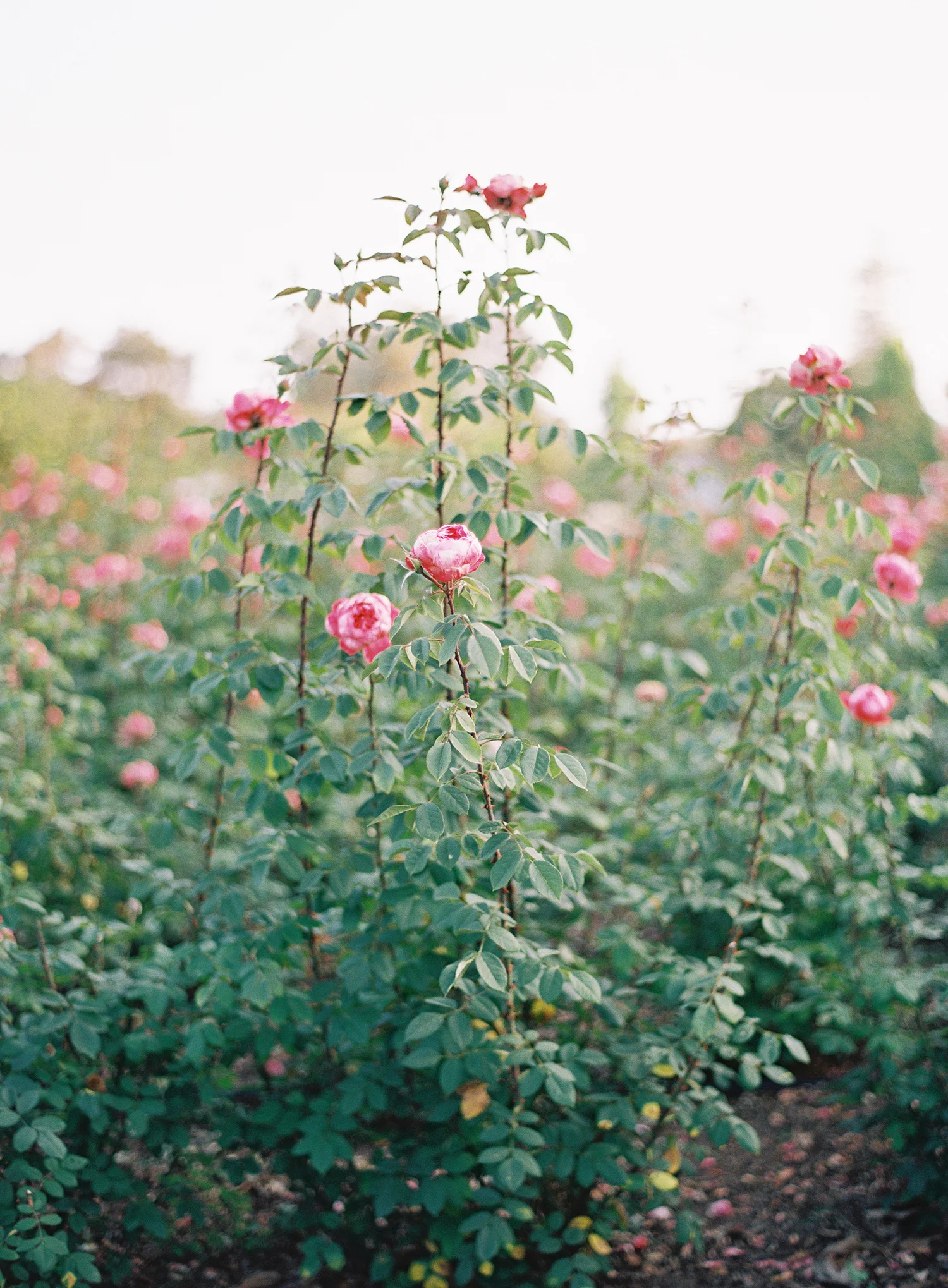california_bride_7.jpg