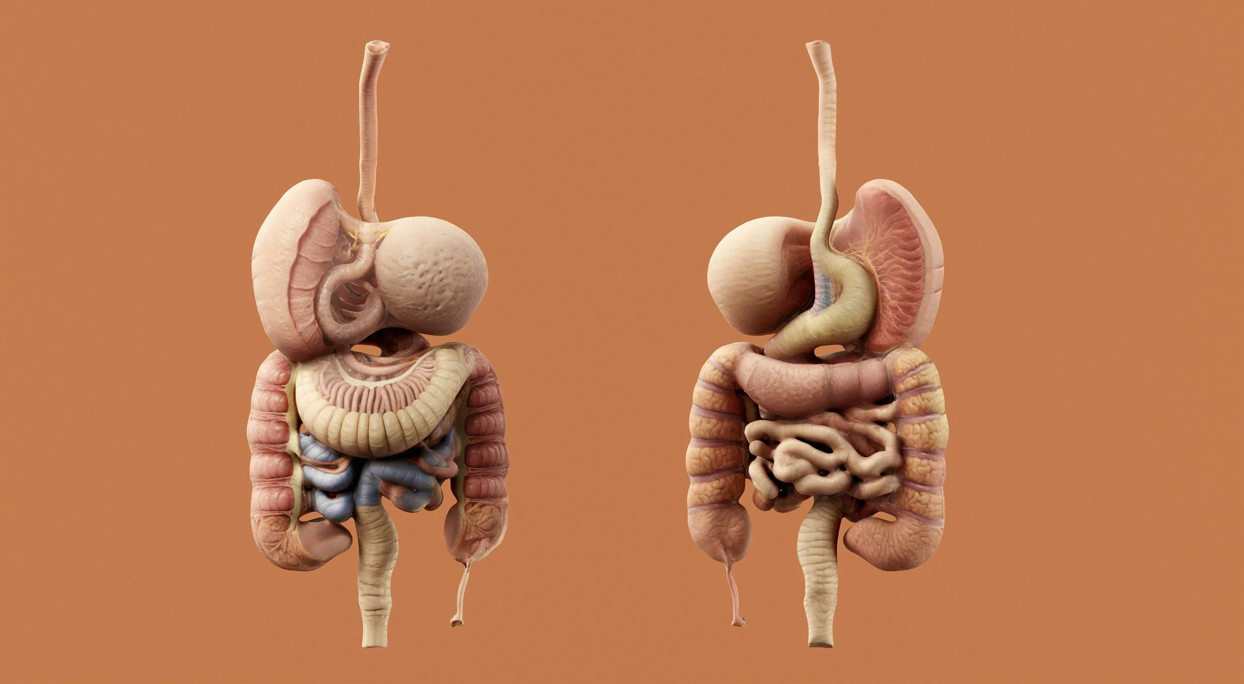 Inflammatory Bowel Conditions and Nutrition Interventions
