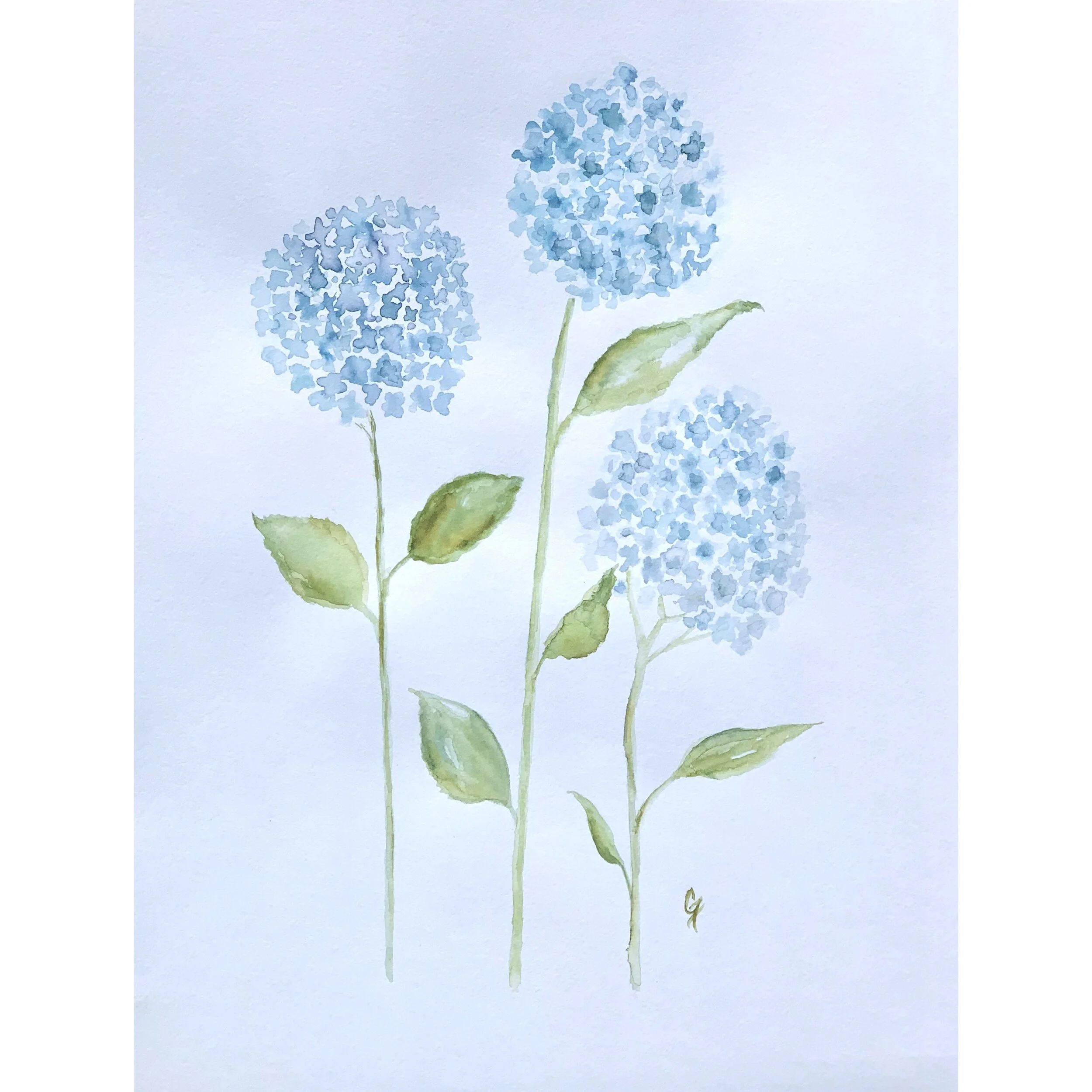 Three blue hydrangeas