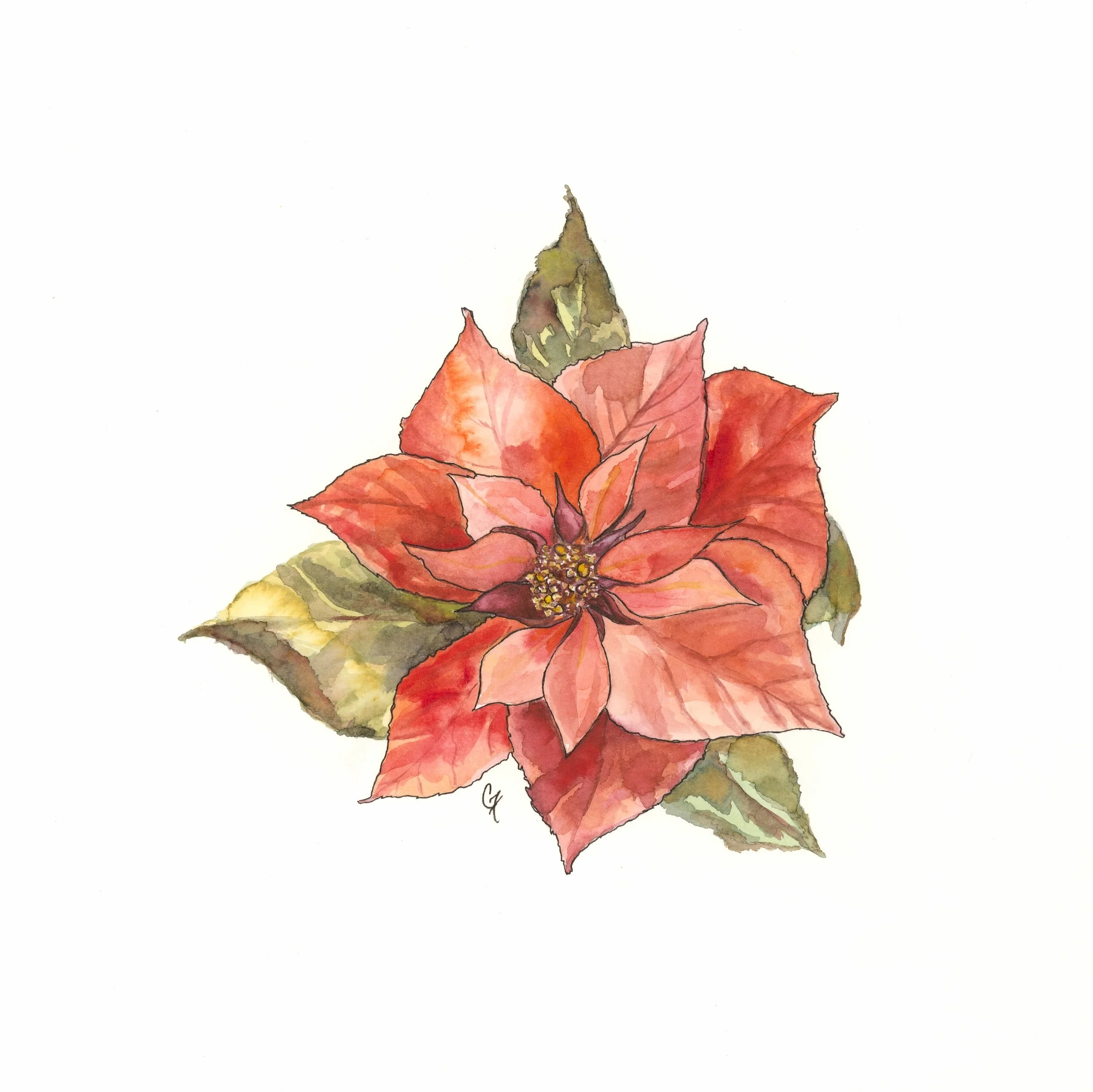 Flor de Pascua 2.JPG