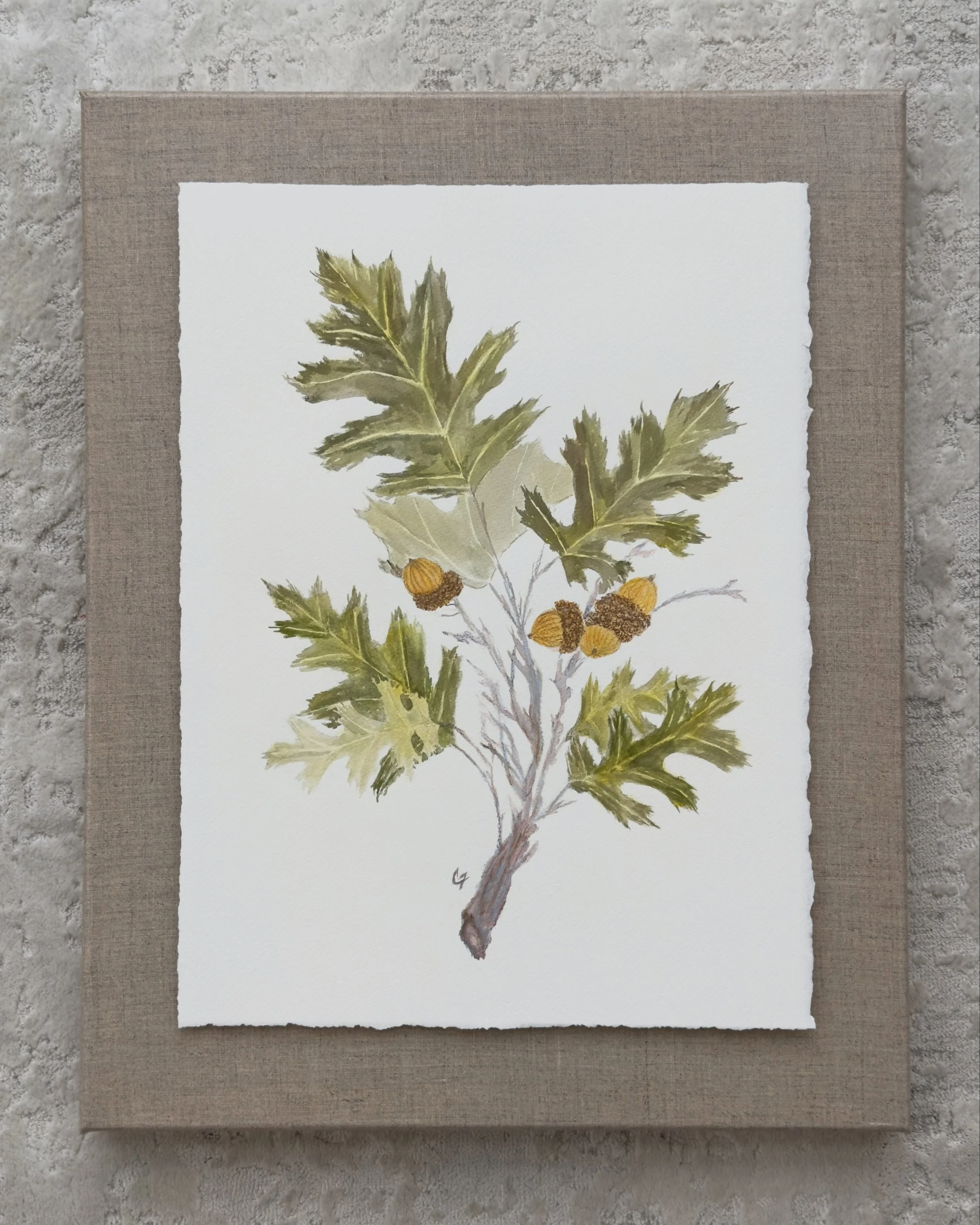 🍂 Fall is coming 🍂 
This week was the first glimpse of fall weather/non-sweltering heat in Nashville.  We traded the 102&deg; for a welcomed 80&deg; and that made me reminisce of a particular past commission. 
Six species of trees from my client&rs