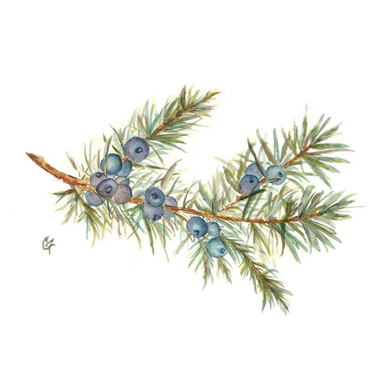 January Juniper - Folded Greeting Cards Set of 4