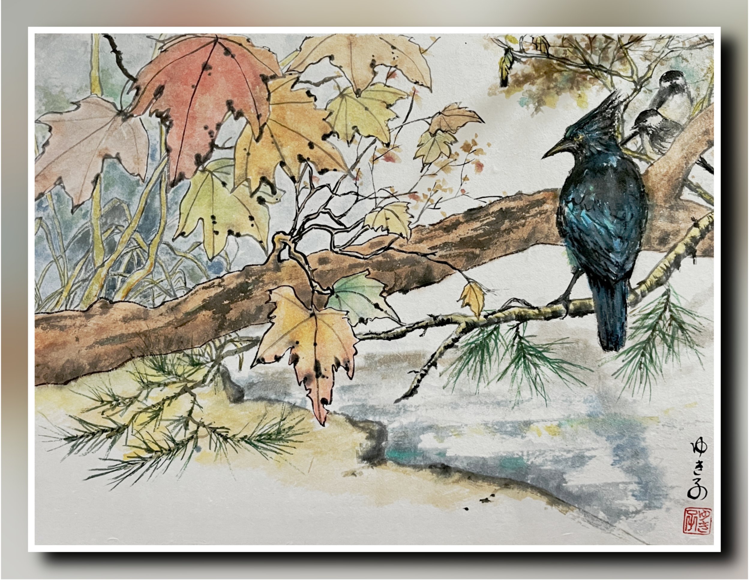 Stellar' Jay in Autumn