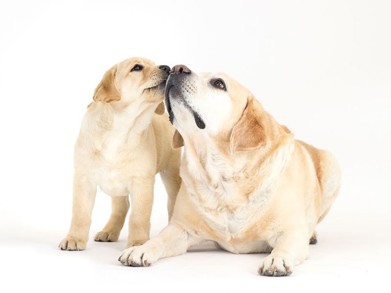 dog-kisses.jpg