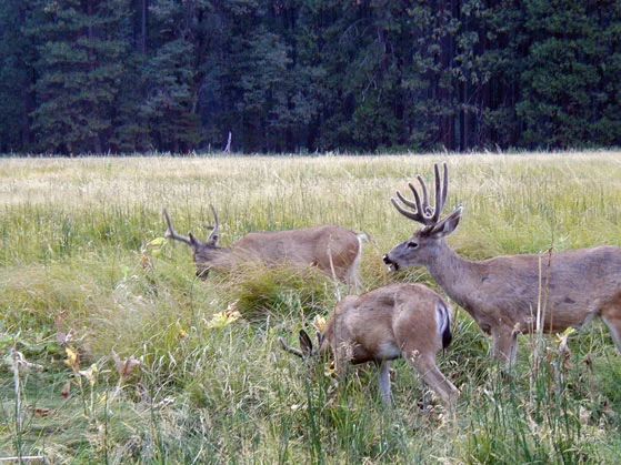 deer-stonemanmdw.jpg