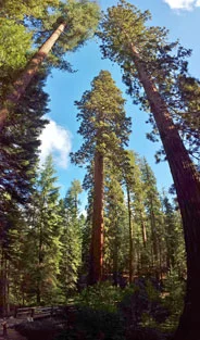 mariposagrove-sequoia-cjacoby-copyright-web.jpg