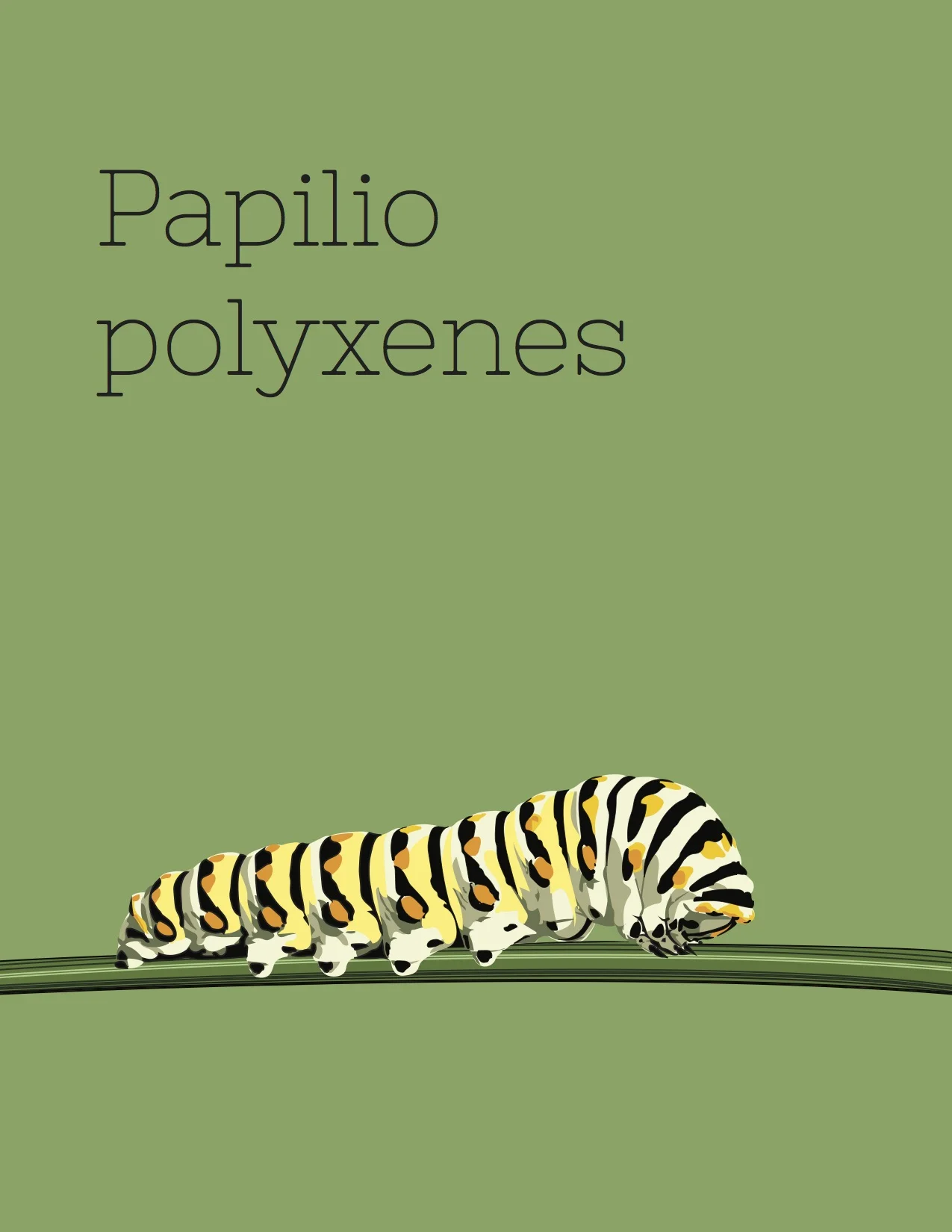 Papilio Polyxenes.jpg