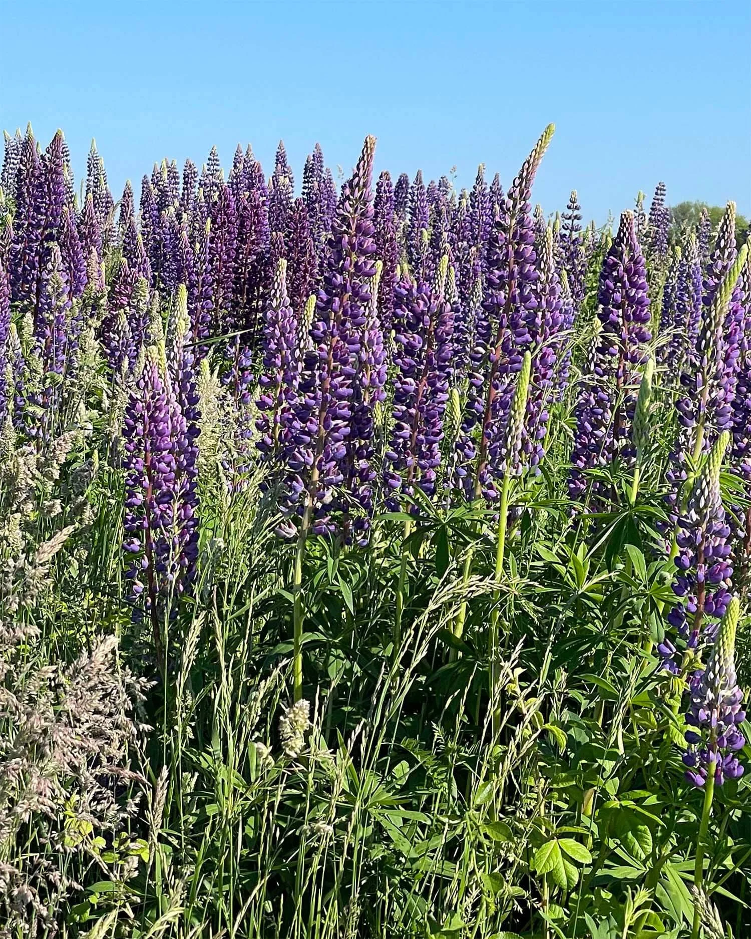 lupins in bloom on fort hill cape cod national seashore