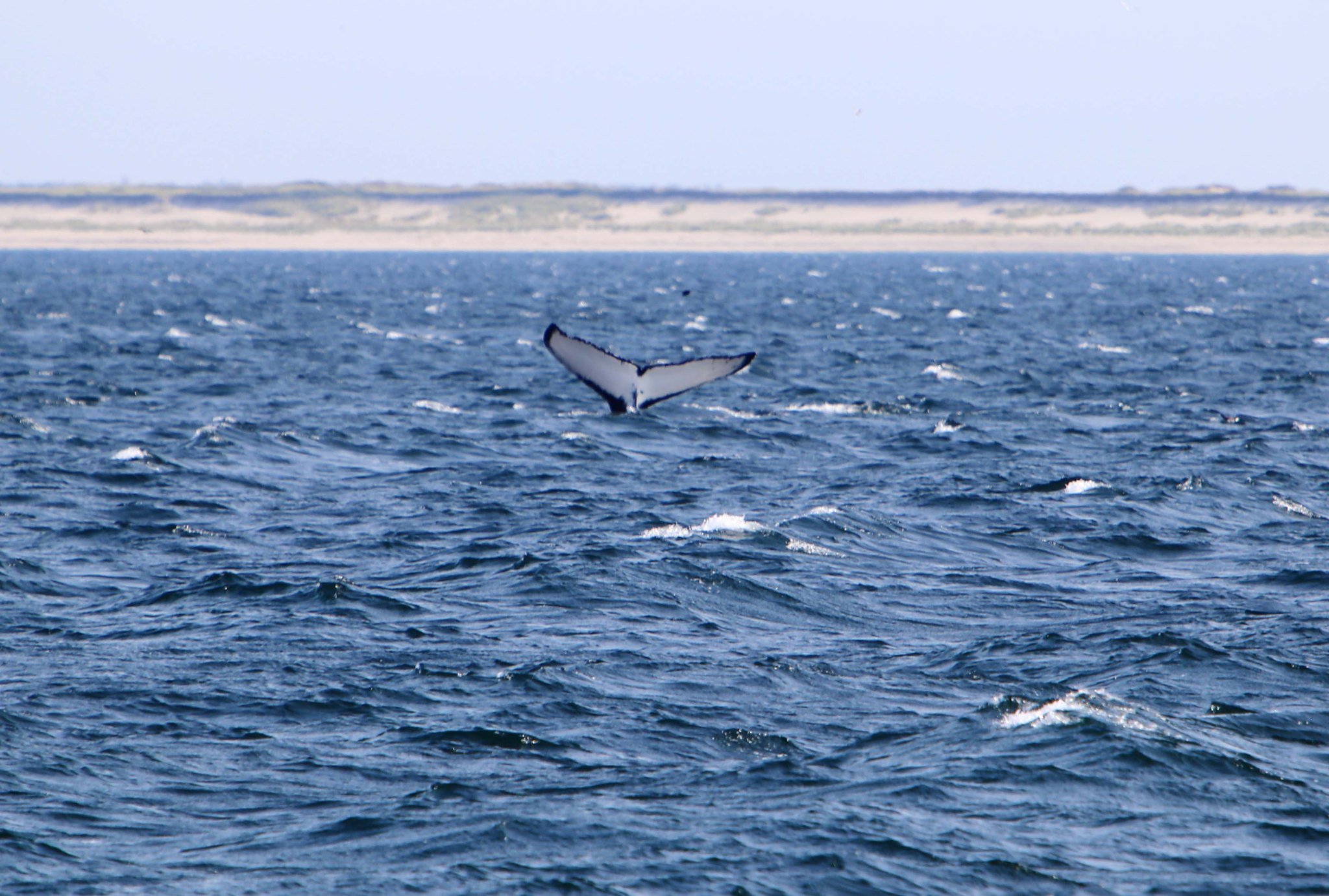 provincetown_whales.jpg