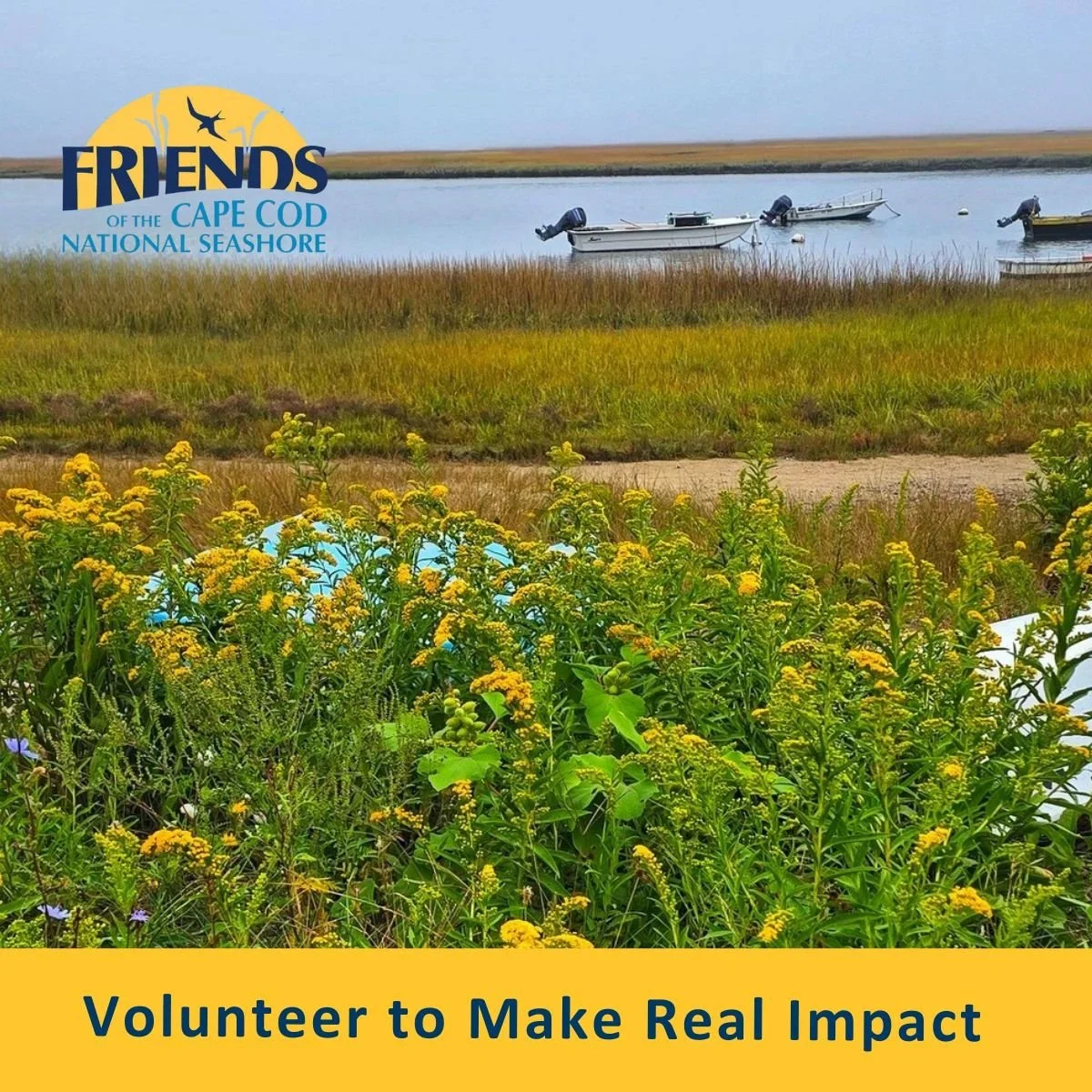 Join Us in Supporting the Seashore: Volunteer Opportunities Now Open