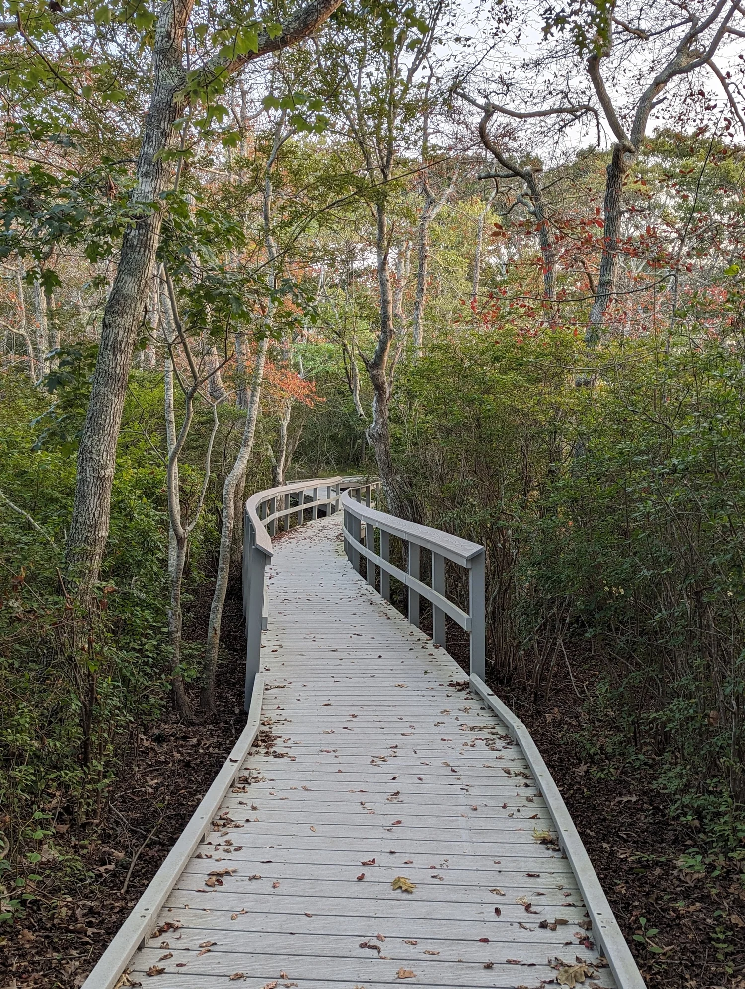 Beech Forest Stroll: A Naturalist's Tour of the Forest — Friends of the ...