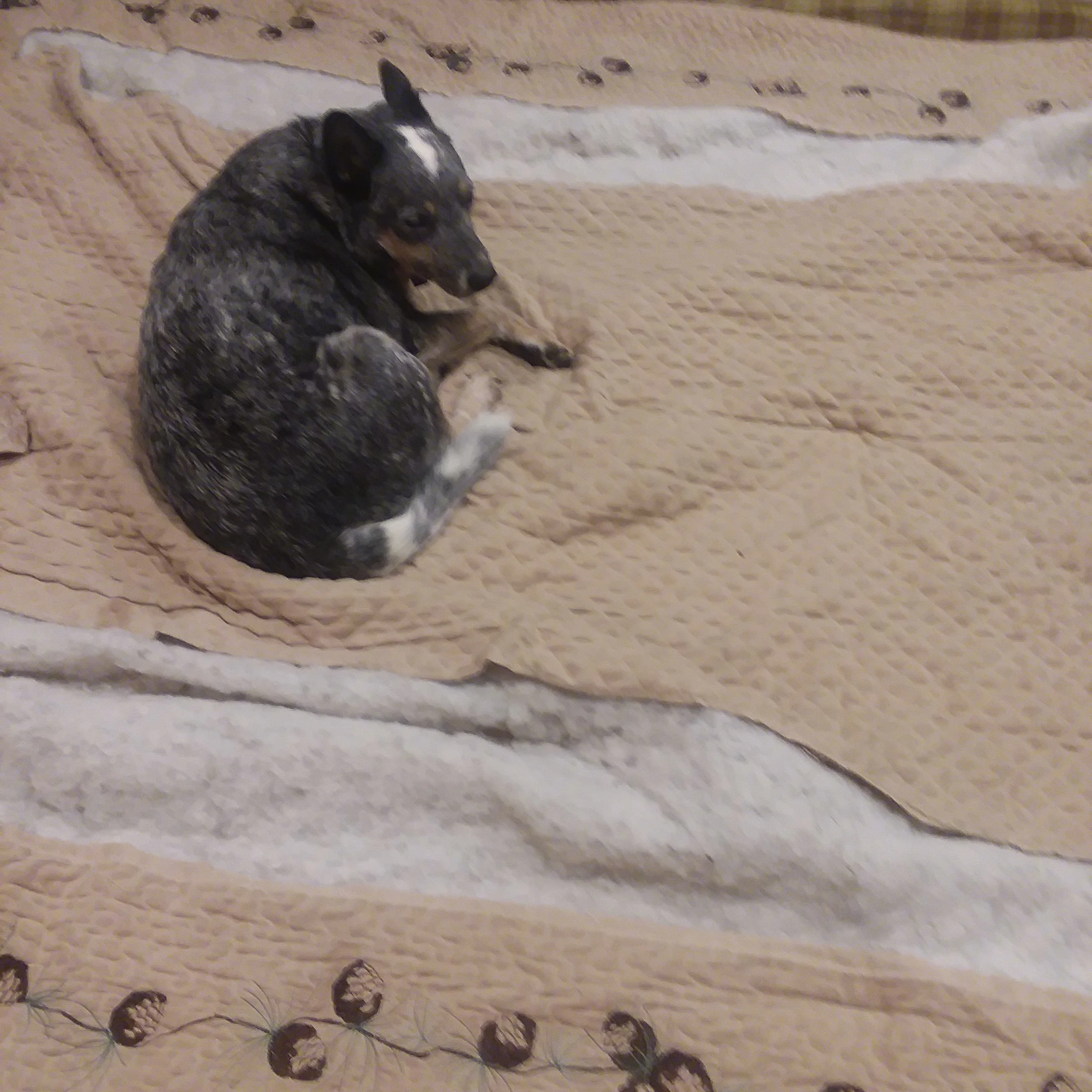 My dog assisted me in step one by making sure the blanket didn’t get up and run away while I was measuring. Here you can see where I removed the weak pieces. The white you see is the batting which lives inside the comforter.