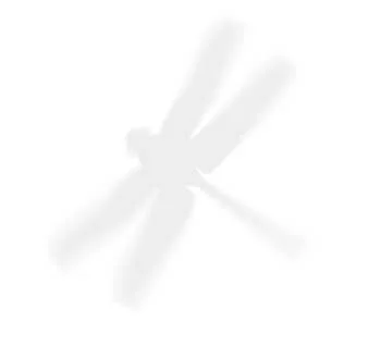dragonfly.jpg