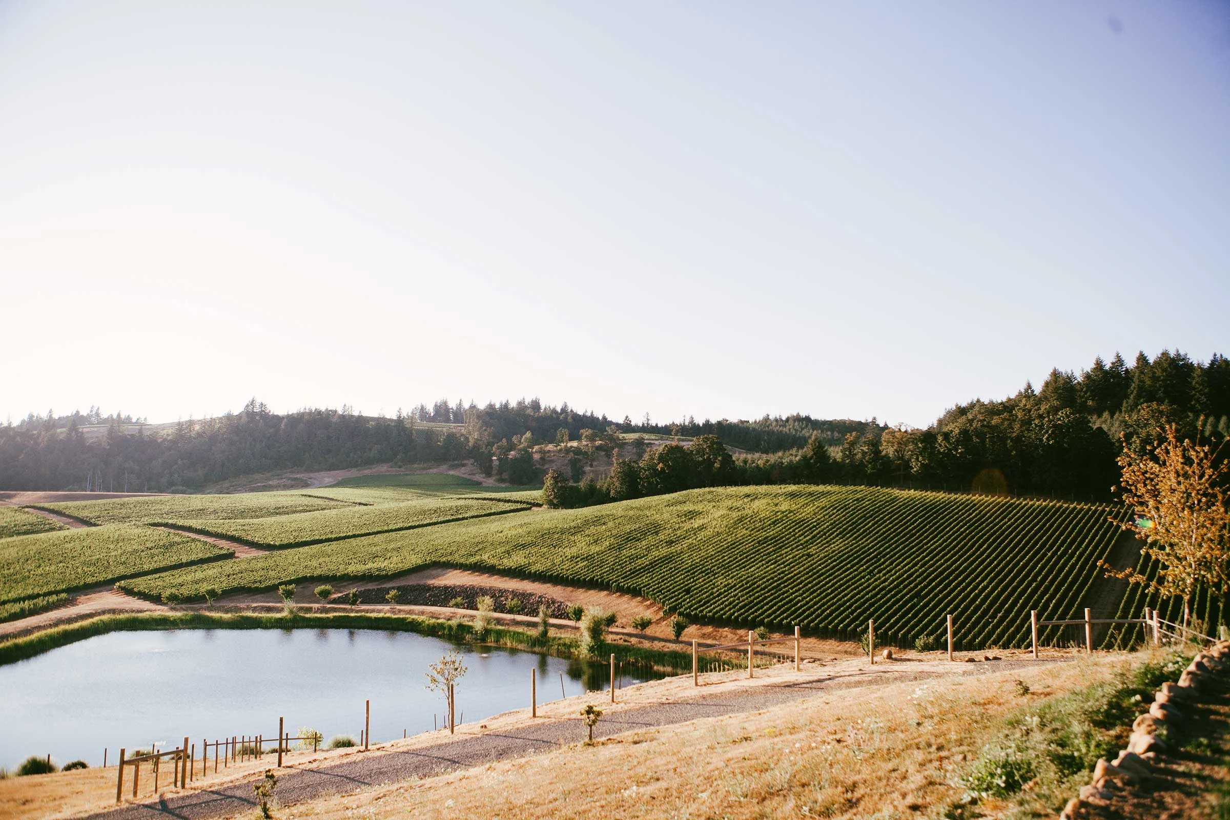 dukes-vineyard.jpg