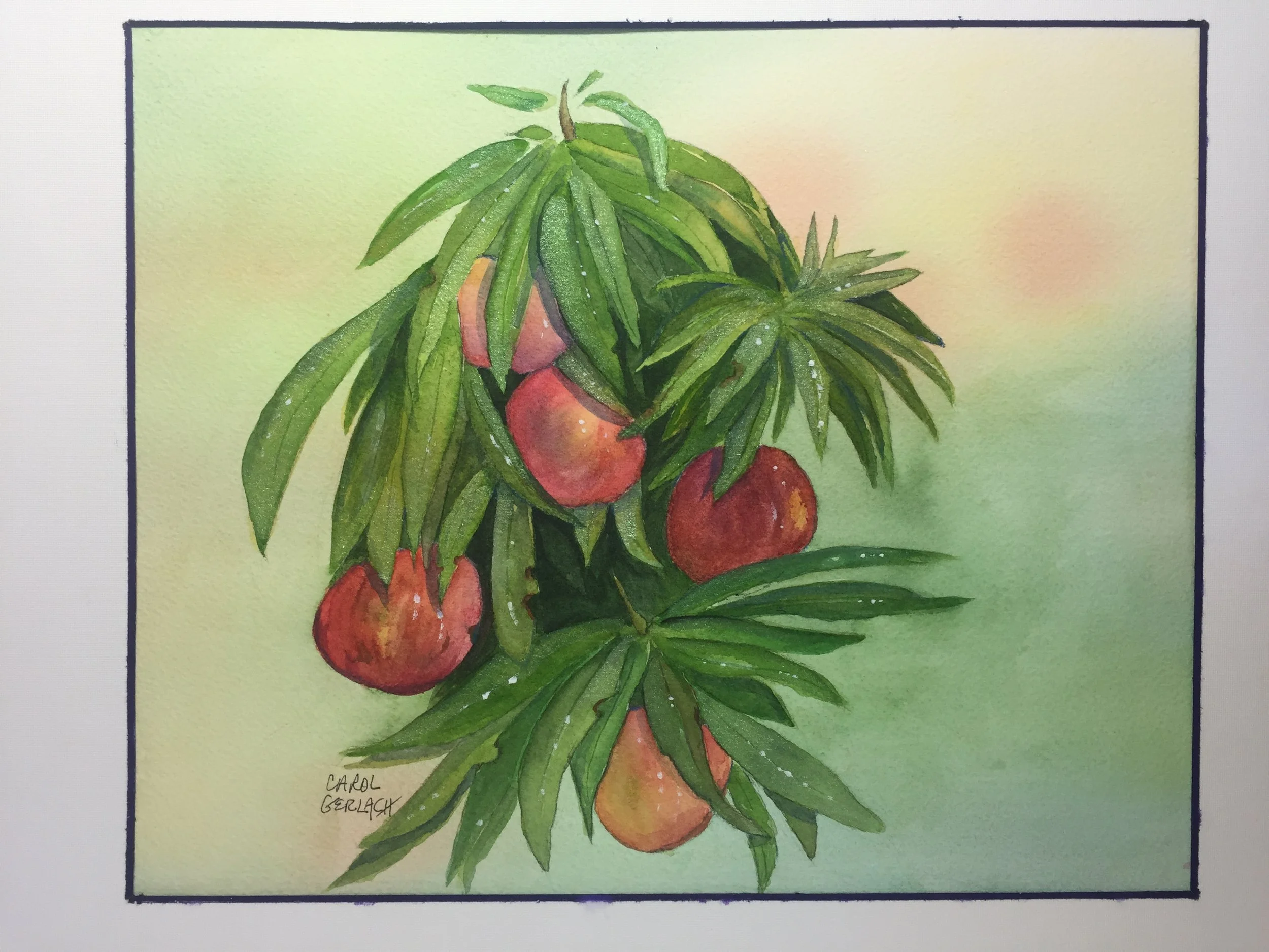 Fruit of the Vine Mine