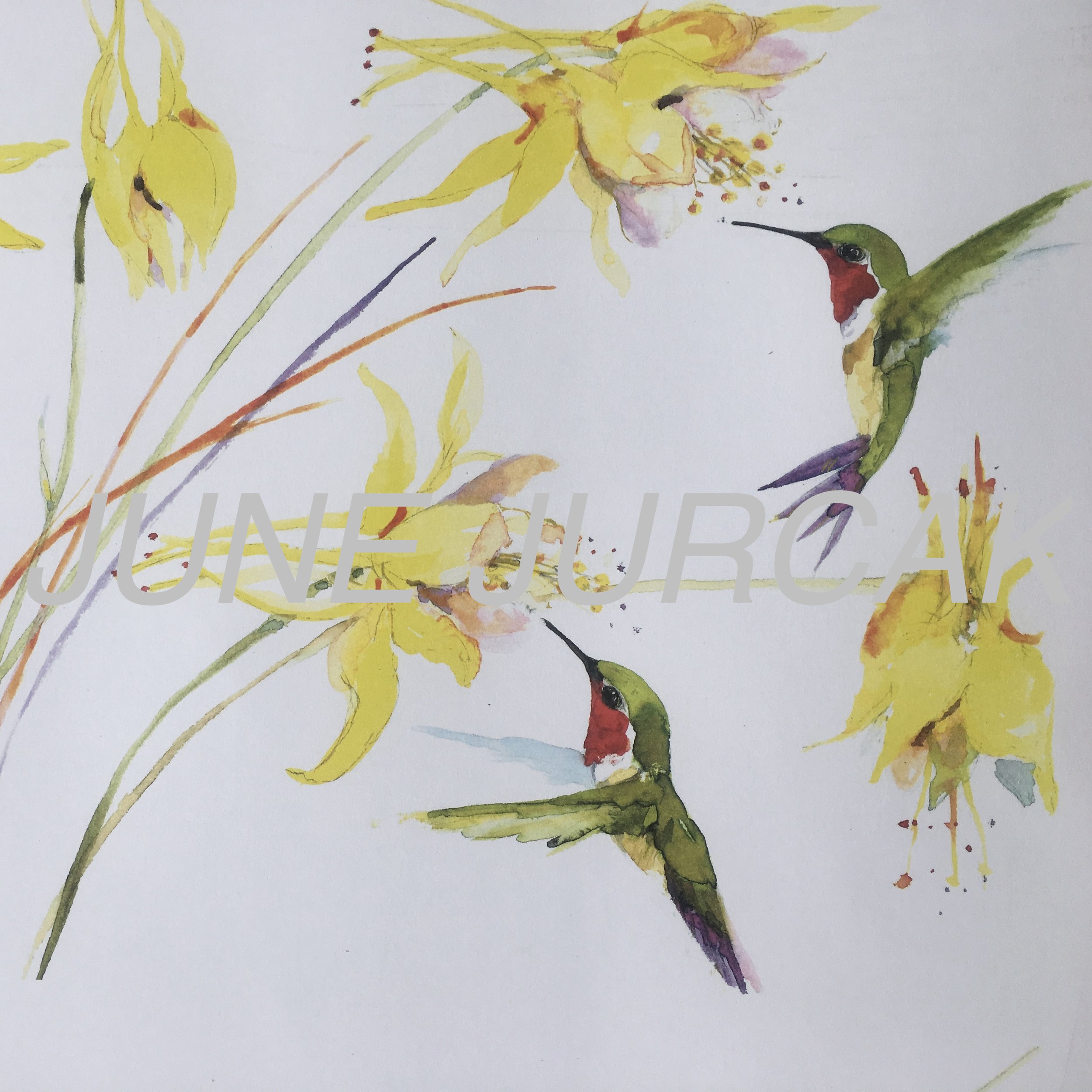 June Jurcak collection 16 FAVORITE HUMMINGBIRD FLOWER greeting cards w envelope 