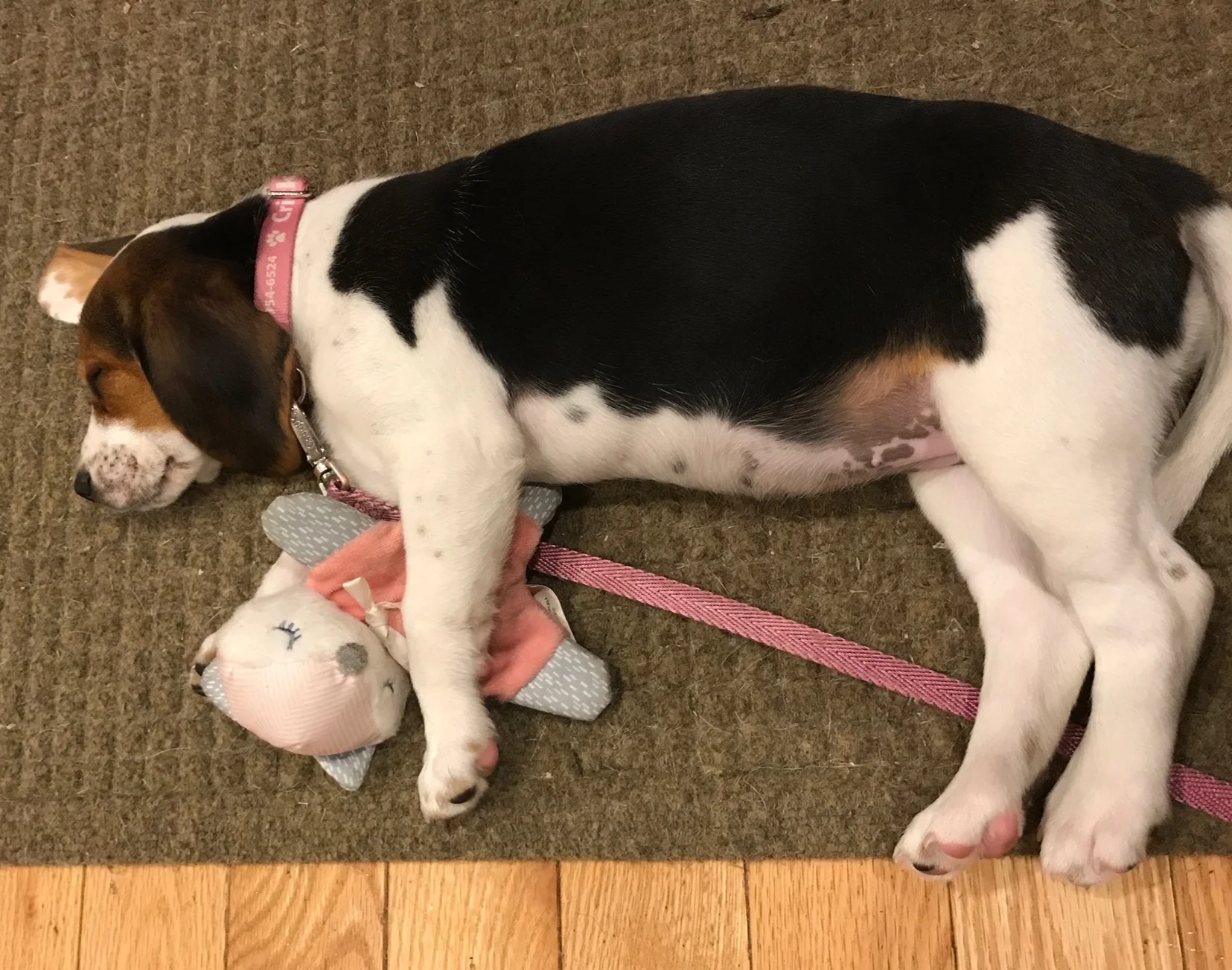 Wilbur_dog.jpeg