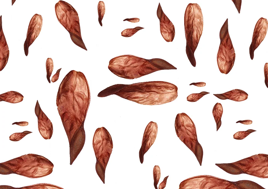 Shorea robusta.jpg