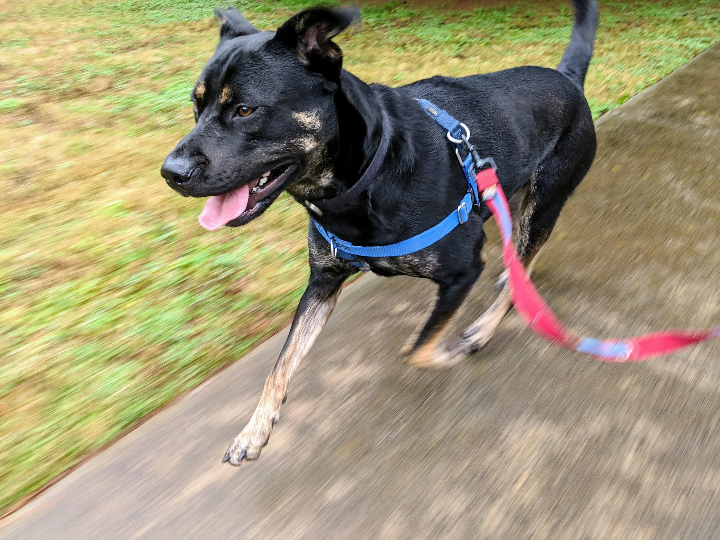 Atlanta Dog Running .jpg