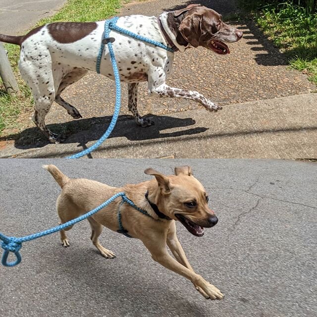 Wowza, our new running buddies are fast! Hazel and Ginger both clocked a 7:30 mile during their trial runs.🐕&zwj;🦺💨
We're looking forward to helping them burn some of that energy during their weekly runs!