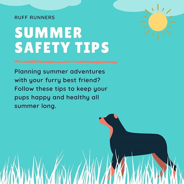 Planning summer adventures with your pup? Here are some tips to keep them safe all super long. 🐕&zwj;🦺🏃🌞