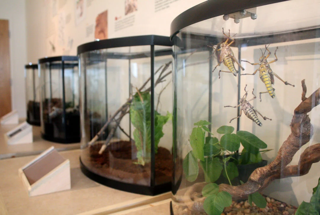 An insectarium