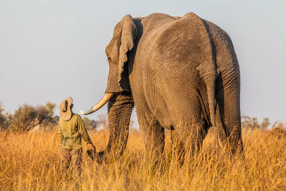 AFRICAN ELEPHANT.jpg