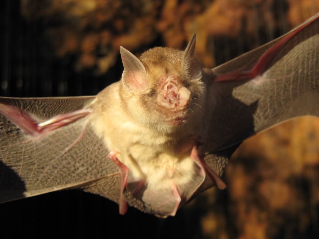 Photo of Pilbara Leaf-nosed Bat