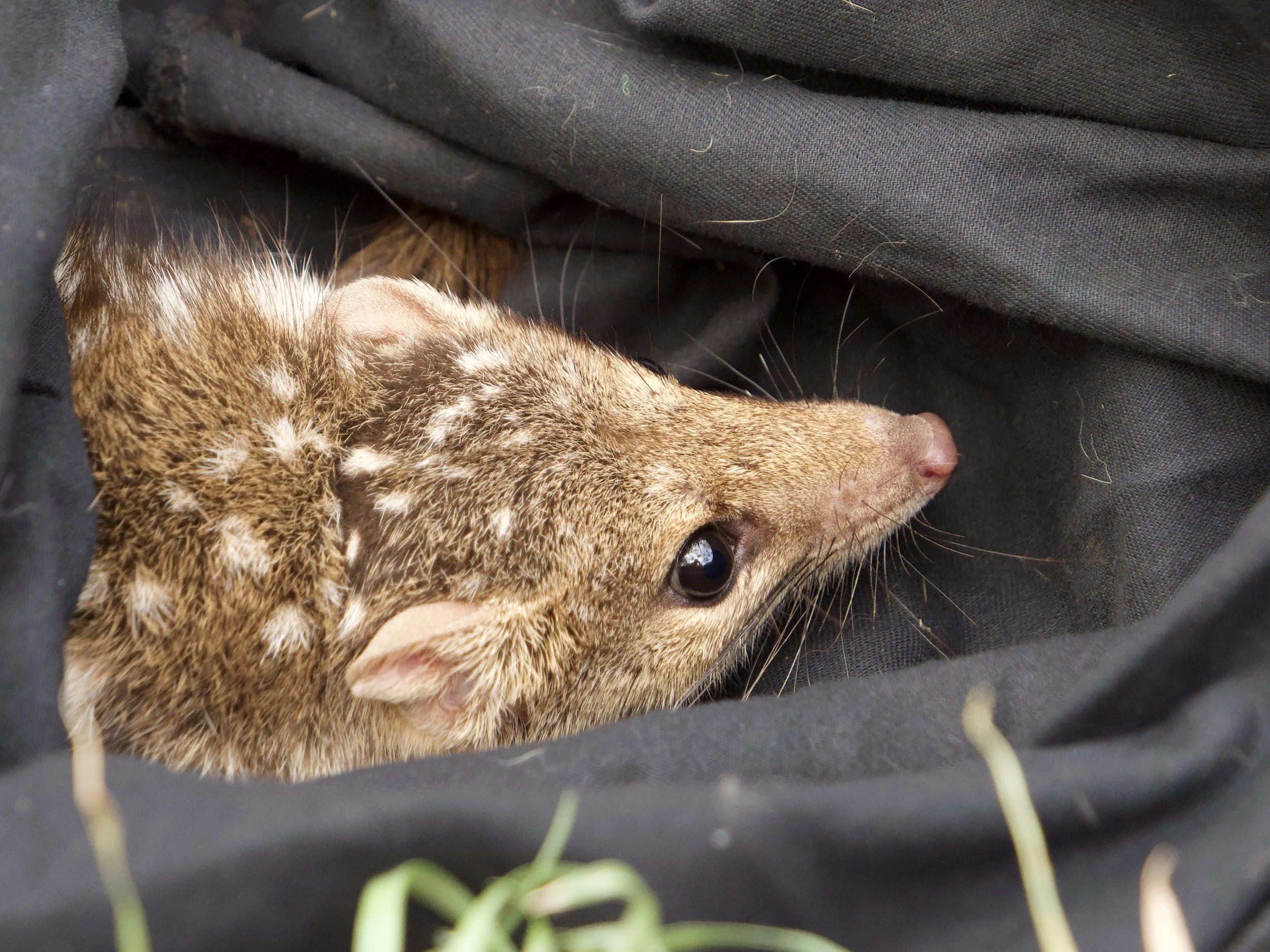 Martu Knowledge Leads the Way in New Research on the Wiminyji (Northern Quoll)