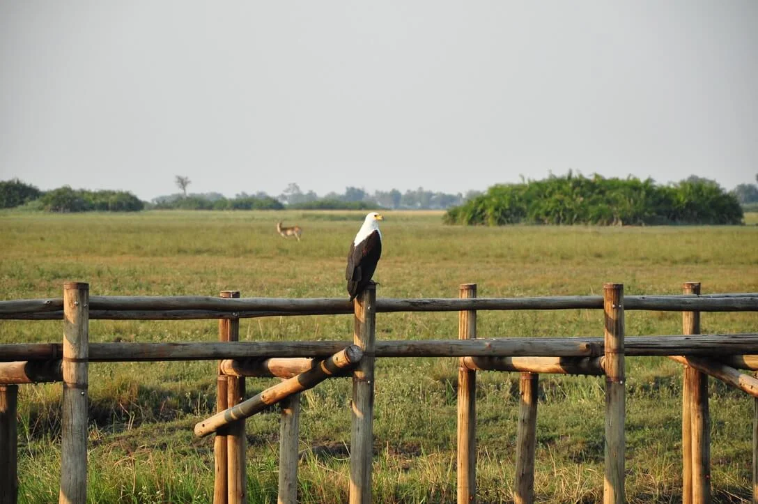 african fish eagle