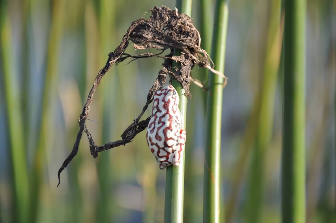 angolan reed frog