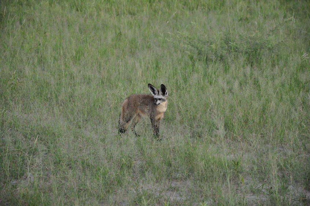 bat eared fox