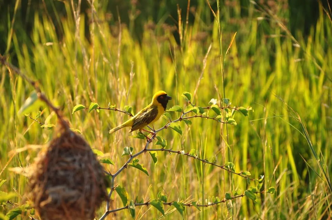 weaver bird