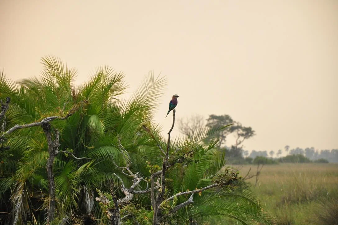 lilac breasted roller