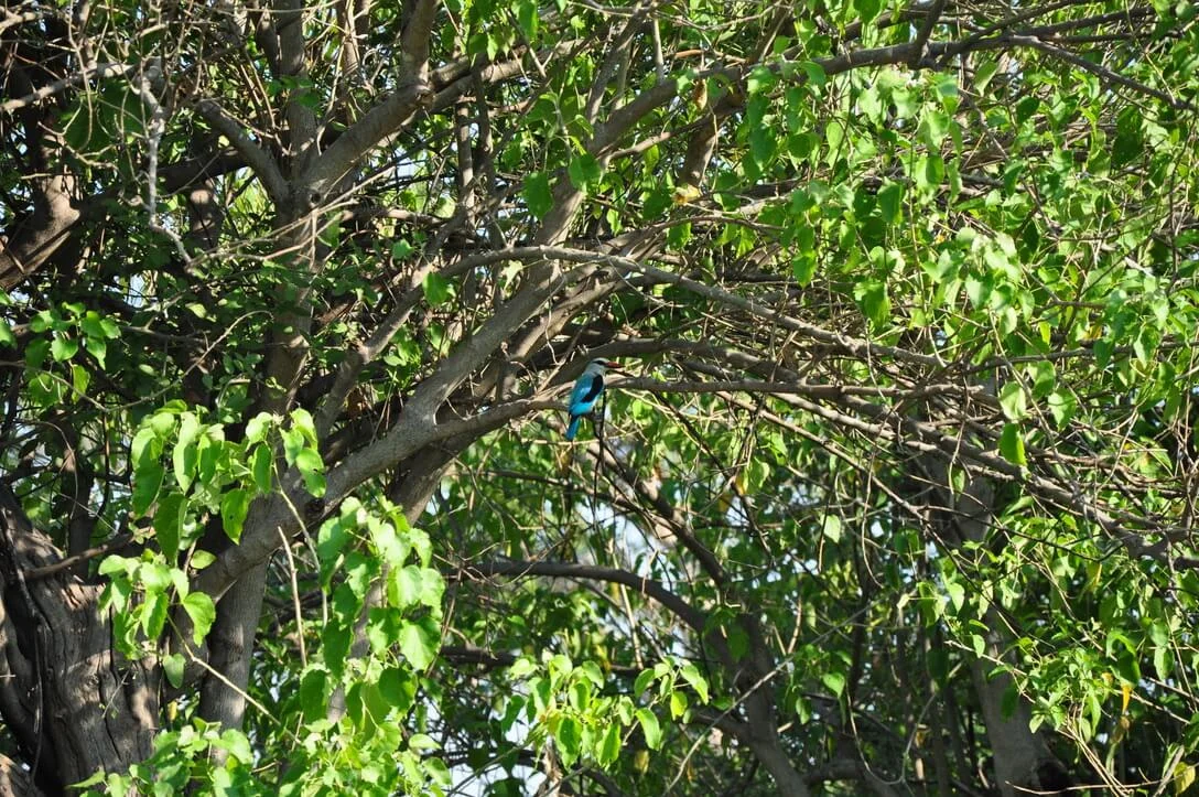 blue kingfisher