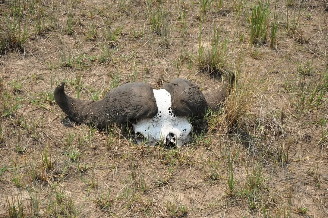 3yr old buffalo skull