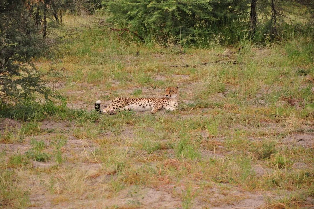 cheetah mama
