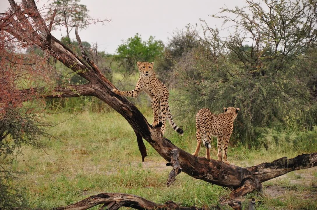 cheetah cubs